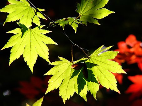 ライトアップに映える紅葉