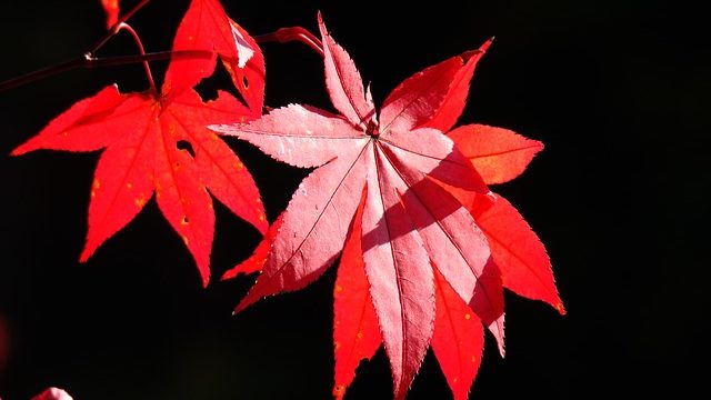 ライトアップに映える色鮮やかな紅葉