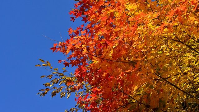 青い空と紅葉のコントラスト