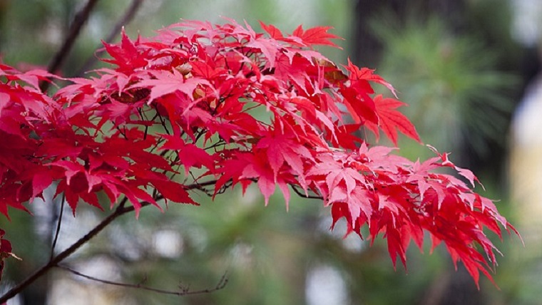 目白庭園の紅葉