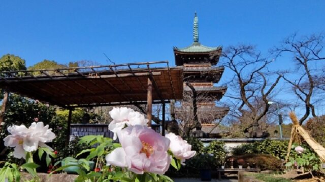 上野東照宮ぼたん園と五重塔