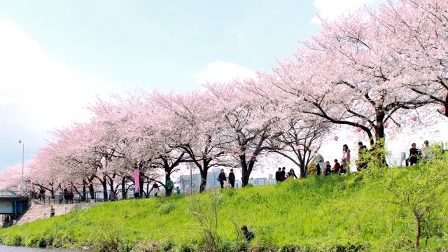 黒目川花まつりの会場風景