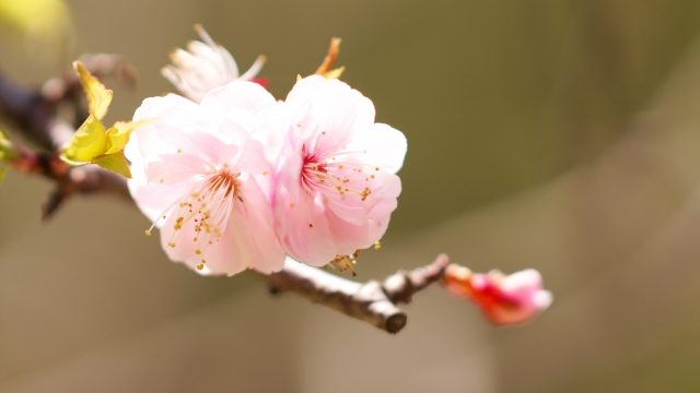 可憐に咲く梅の花