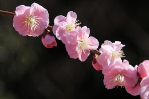 満開のピンクの梅の花