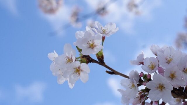 青空の下の満開の桜