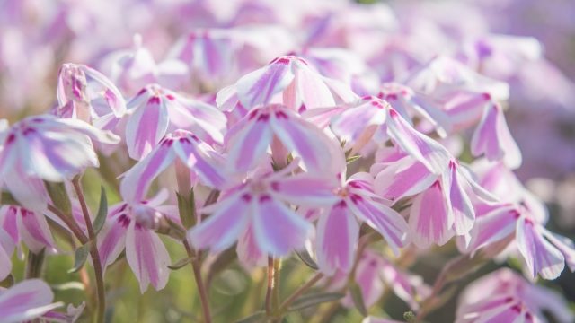 ピンク色の芝桜の花