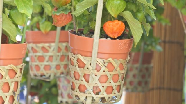 ほおずき市で売られるほおずきの鉢