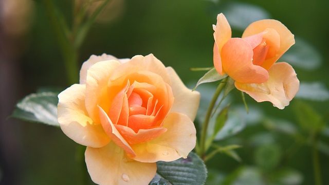 オレンジ色のバラの花