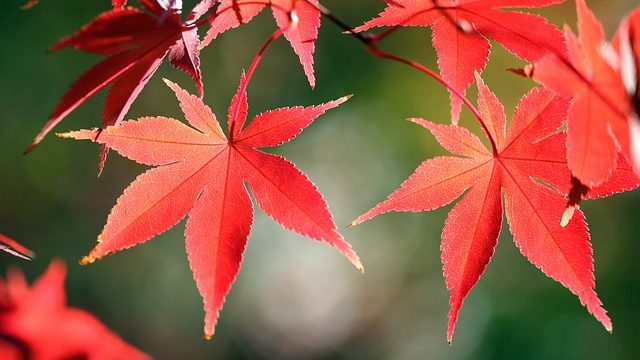 秋の深まりを知らせてくれる紅葉