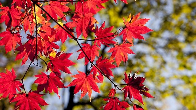 川越の秋を彩る紅葉