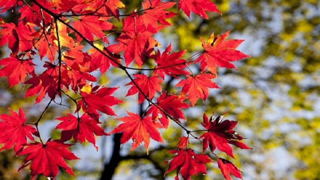 川越の秋を彩る紅葉