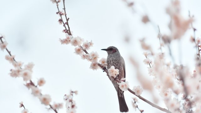 満開の梅にとまる小鳥