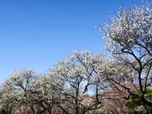 大宮第二公園梅まつり 日程 アクセス 特長をご紹介 埼玉県 東京都の花の名所とイベント