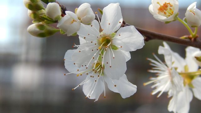 白い梅の花
