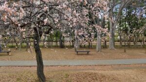 大宮第二公園の梅とベンチ