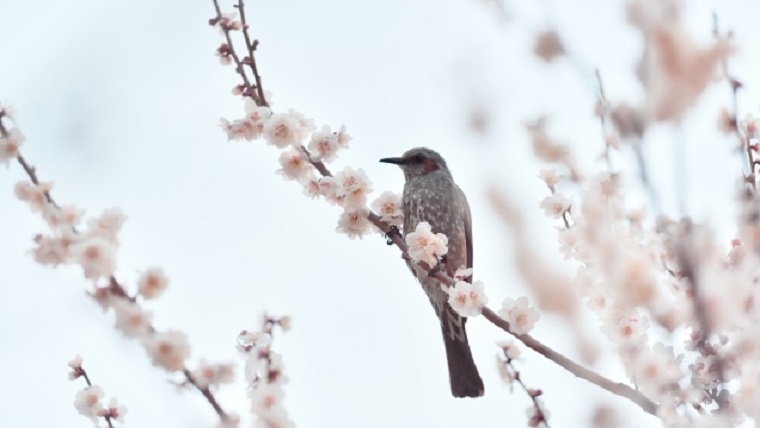 大宮第二公園梅まつり 日程 アクセス 特長をご紹介 埼玉県 東京都の花の名所とイベント