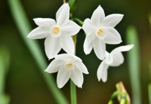 ペーパーホワイトの白い花