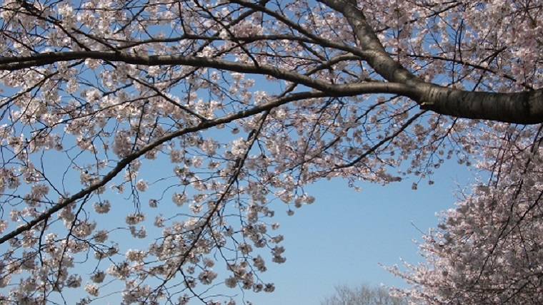 柳瀬川の満開の桜