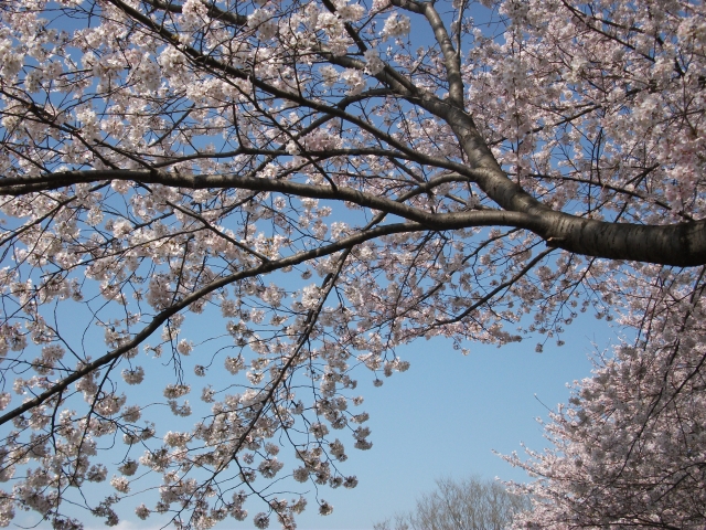 柳瀬川の満開の桜