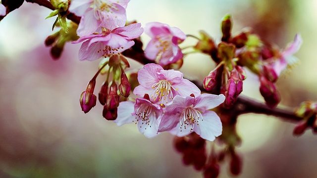 咲き始めの河津桜