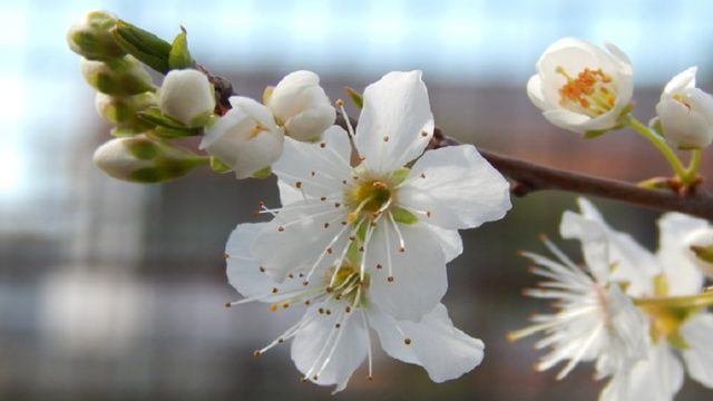 白い梅の花