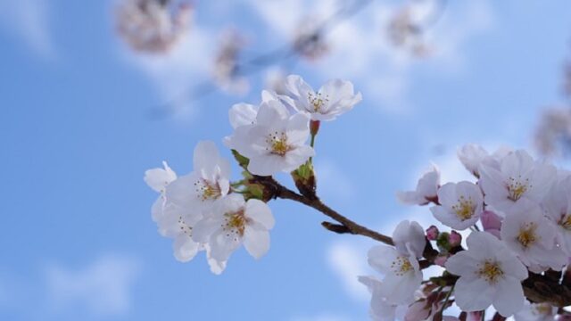 満開の桜と青い空
