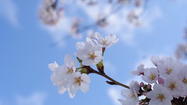 満開の桜と青い空