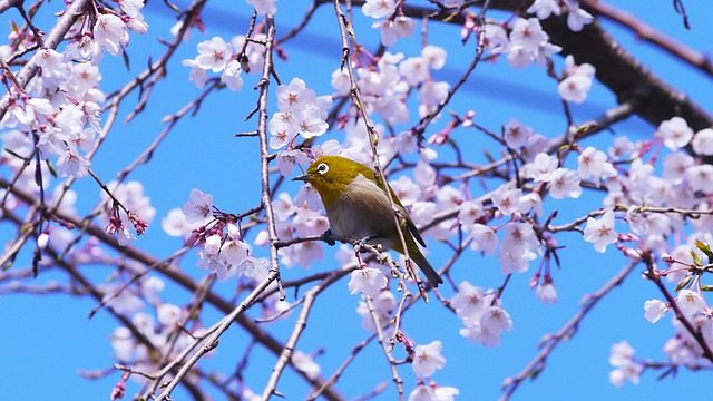 満開の桜とメジロ