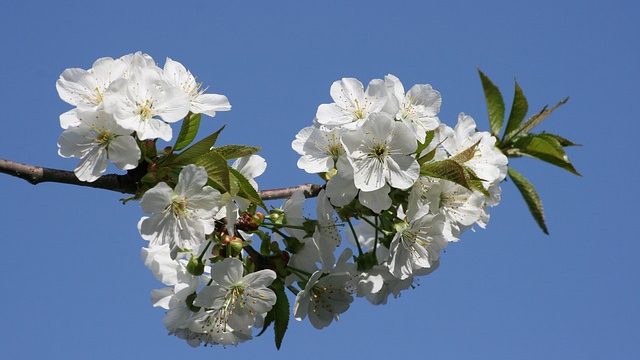 満開の桜