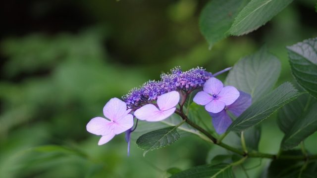 飛鳥山公園のガクアジサイ