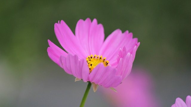 可憐に咲くコスモスの花