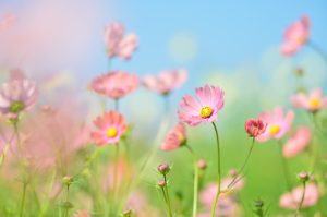 よしみコスモスまつり19 圧巻の秋桜の景色を堪能しませんか 埼玉県 東京都の花の名所とイベント