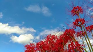 巾着田の彼岸花と秋の空