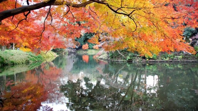 小石川後楽園の紅葉