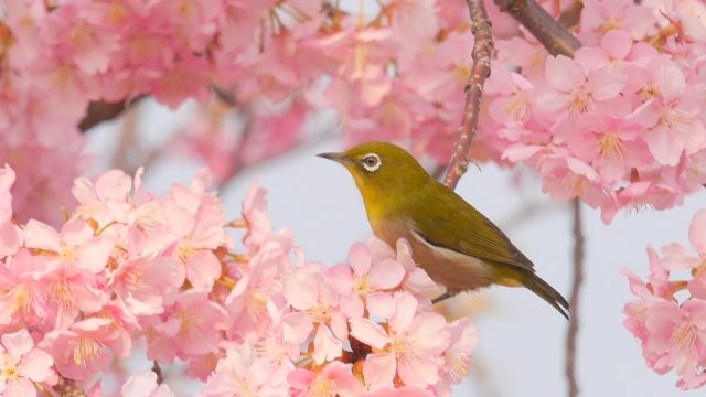 河津桜とメジロ