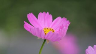 可憐に咲くコスモスの花