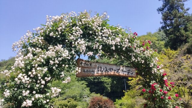 滝ノ入･ローズガーデン入口のバラ