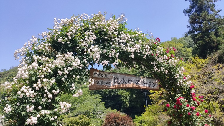 滝ノ入・ローズガーデン入口のバラ