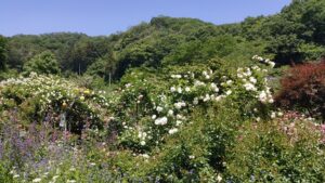 滝ノ入・ローズガーデンのバラと周囲の山