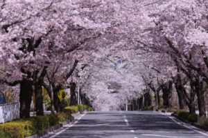 長瀞町の桜並木