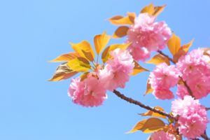 八重桜と青空
