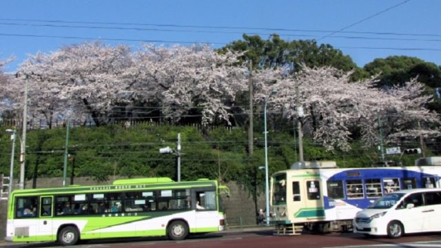 飛鳥山公園の桜と都電