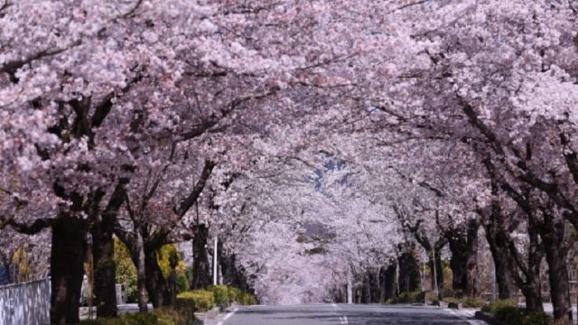長瀞町の桜並木