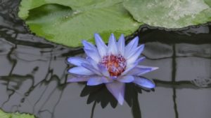 青色の睡蓮の花