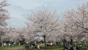 ミモザ広場の桜