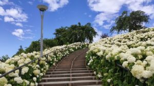 シンボルプロムナード公園と紫陽花