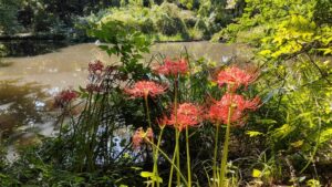 小石川植物園の池と彼岸花