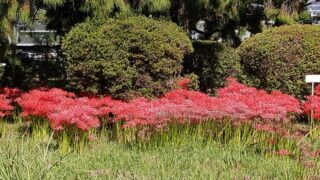 小石川植物園の彼岸花の群生