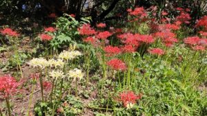 小石川植物園の赤と白の彼岸花