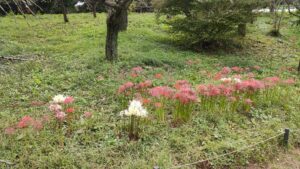 昭和記念公園こもれびの里の白と赤の彼岸花